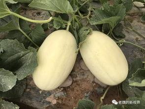 魏魏吃瓜,揭秘娱乐圈幕后故事