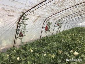 魏魏吃瓜,揭秘娱乐圈幕后故事