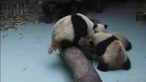 熊猫吃瓜看热闹,笑看人间百态
