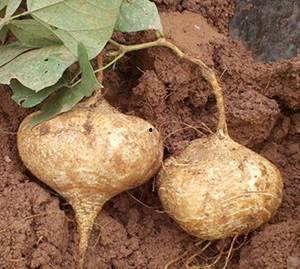 昆明土瓜怎么吃,解锁地道的云南风味