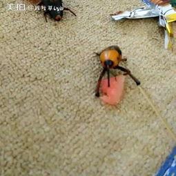 虫子在吃瓜,瓜田里的美味盛宴