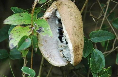 吃八月瓜怎么吃,解锁美味新体验