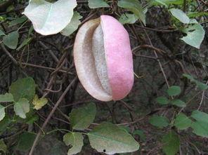 吃八月瓜怎么吃,解锁美味新体验