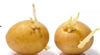 蜜瓜长芽可以吃吗,揭秘安全食用指南