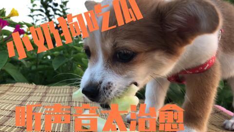 吃瓜小奶狗,一场关于成长与爱情的甜蜜冒险